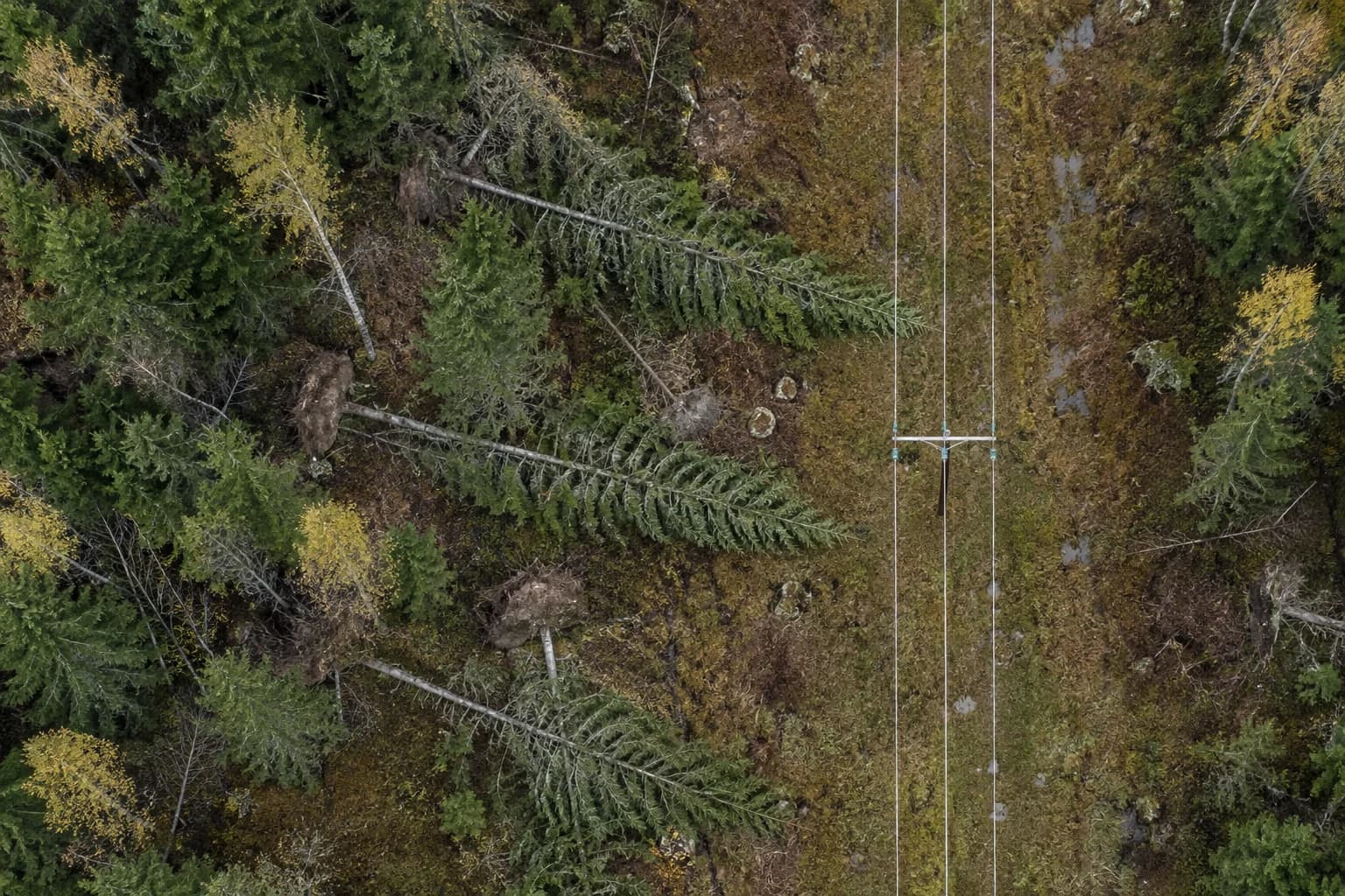 Vindfällda träd vid en ledningsgata sedda uppifrån